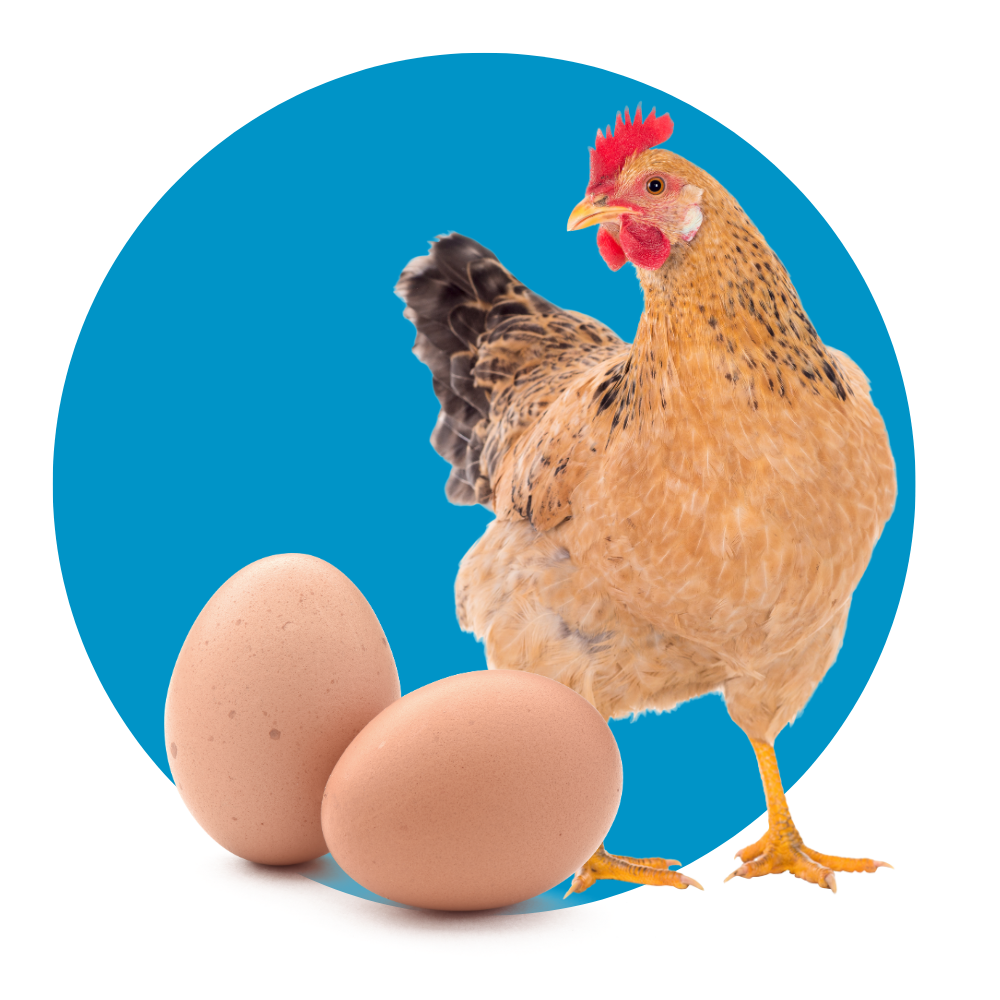 Huevos de gallina Zaragoza