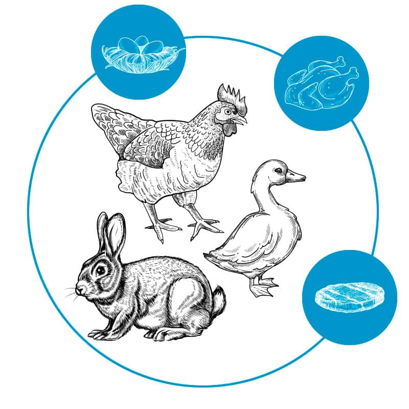 Imagen dibujo gallina, conejo y pato - Avícola Mainar