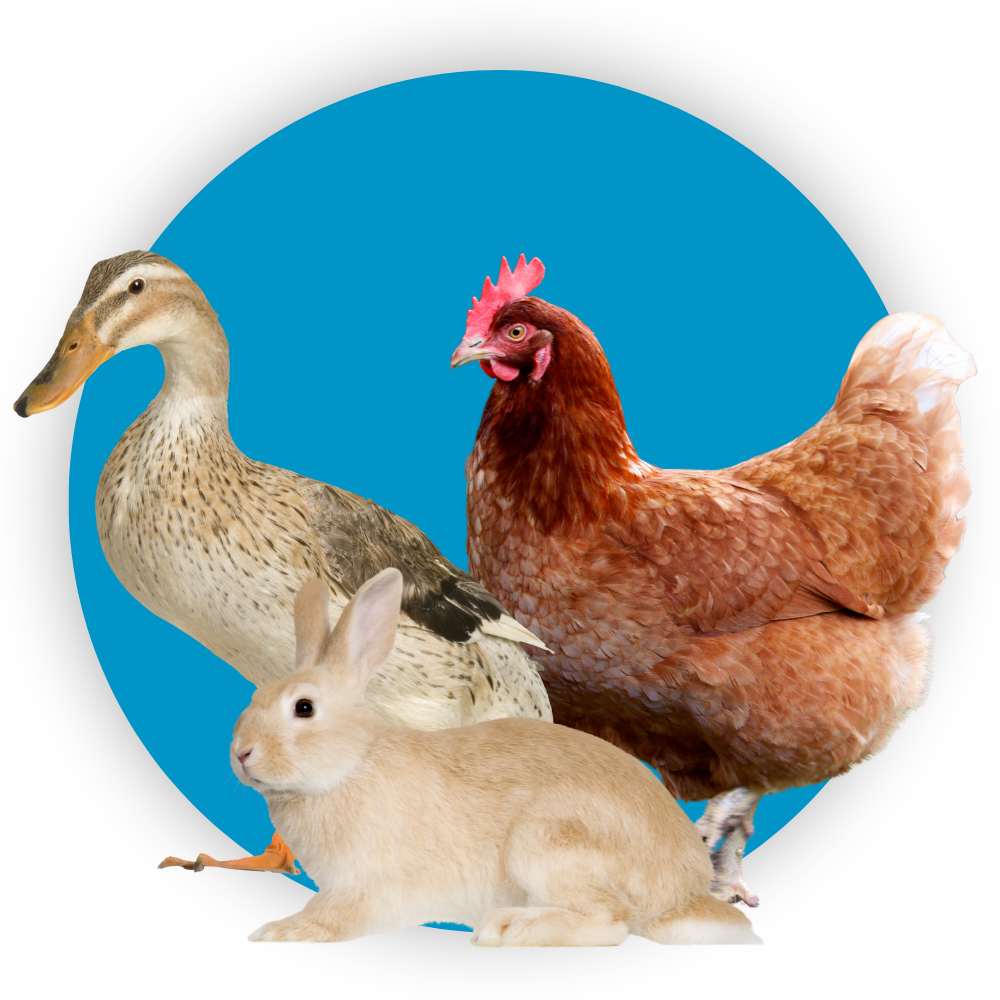 distribución de huevos y carne de aves